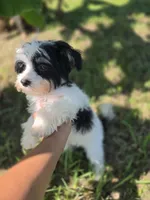 Tricolor male, a male Morkie for sale in Loxahatchee, FL – 6 of 6