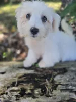 White Morkie, a male Morkie for sale in Loxahatchee, FL – 5 of 6