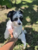 Tricolor male, a male Morkie for sale in Loxahatchee, FL – 5 of 6