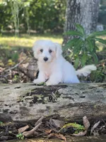 White Morkie, a male Morkie for sale in Loxahatchee, FL – 6 of 6