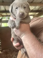Silver female, a female Labrador Retriever for sale in Taylorsville, NC – Photo 2 of 2