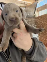 Silver female, a female Labrador Retriever for sale in Taylorsville, NC – Photo 2 of 2