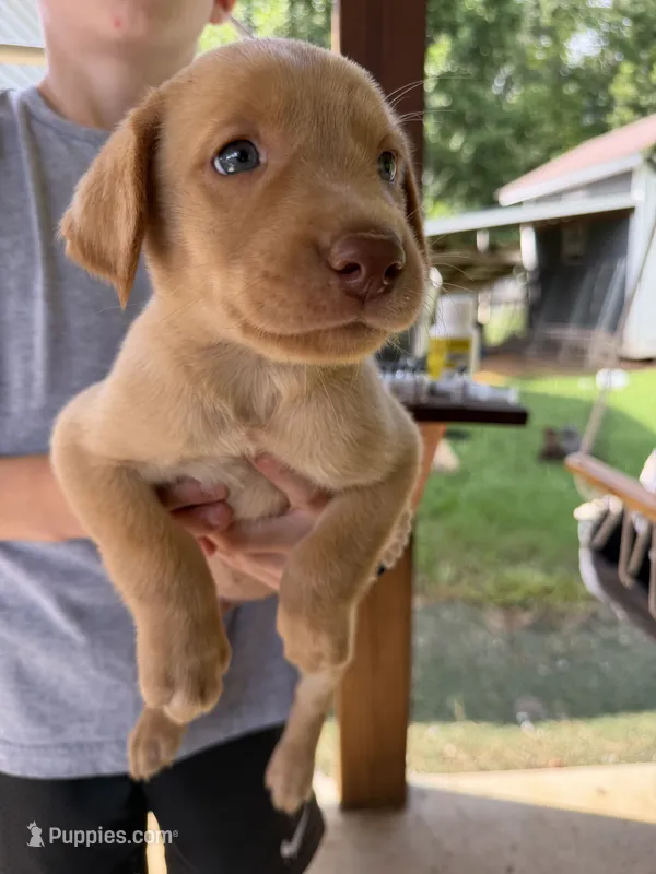 Yellow male  – Labrador Retriever puppy for sale in Taylorsville, NC