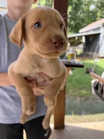 Yellow male , a male Labrador Retriever for sale in Taylorsville, NC – 1 of 1