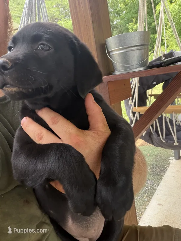 Black female – Labrador Retriever puppy for sale in Taylorsville, NC