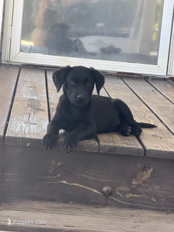 Black female  – Labrador Retriever puppy for sale in Taylorsville, NC