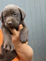Chocolate female , a female Labrador Retriever for sale in Taylorsville, NC – 1 of 1