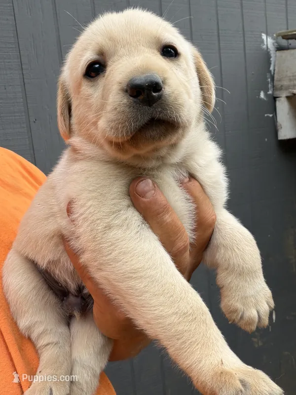 Yellow male  – Labrador Retriever puppy for sale in Taylorsville, NC