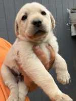 Yellow male , a male Labrador Retriever for sale in Taylorsville, NC – 1 of 1