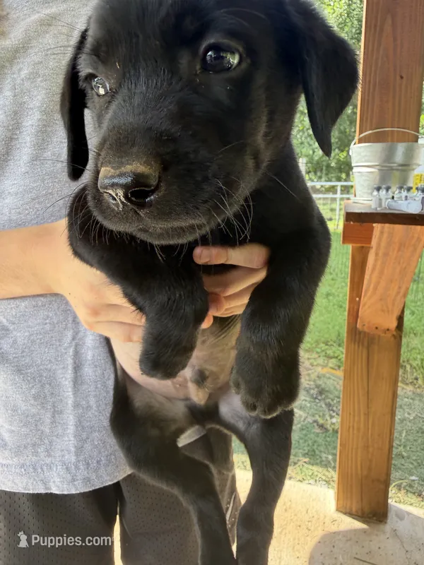 Black male  – Labrador Retriever puppy for sale in Taylorsville, NC