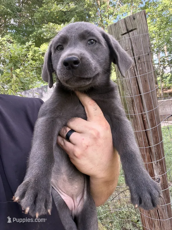 Charcoal female  – Labrador Retriever puppy for sale in Taylorsville, NC