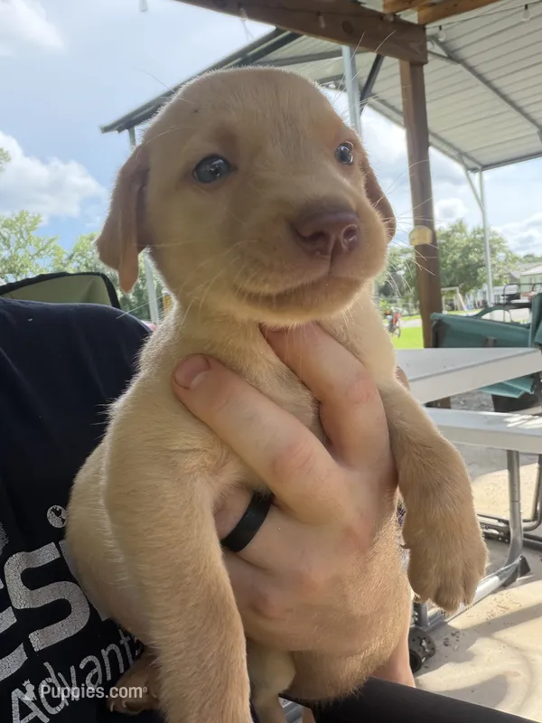 Yellow male  – Labrador Retriever puppy for sale in Taylorsville, NC