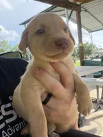 Yellow male , a male Labrador Retriever for sale in Taylorsville, NC – 1 of 1