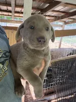 Silver female , a female Labrador Retriever for sale in Taylorsville, NC – Photo 2 of 2