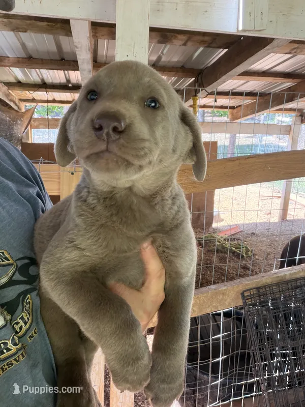 Silver female  – Labrador Retriever puppy for sale in Taylorsville, NC