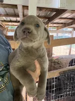 Silver female , a female Labrador Retriever for sale in Taylorsville, NC – 1 of 1