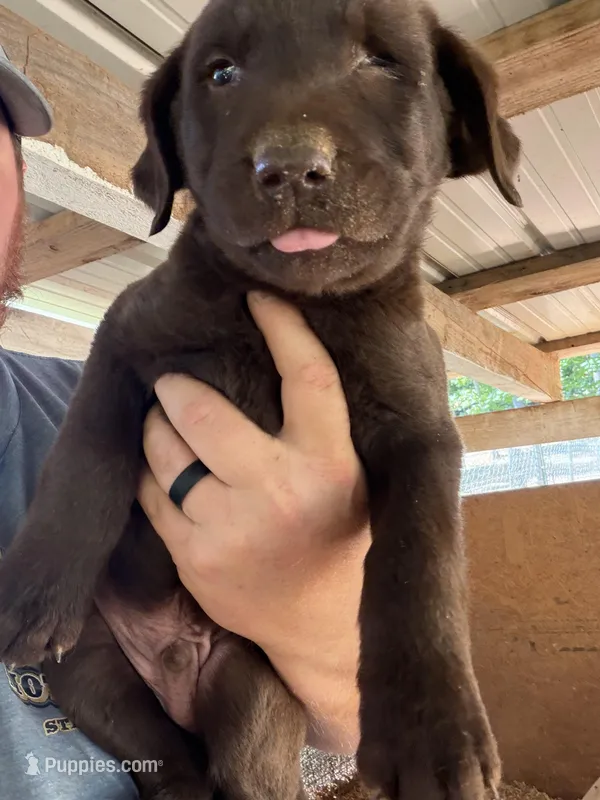 Chocolate male  – Labrador Retriever puppy for sale in Taylorsville, NC