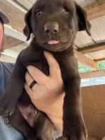 Photo of Chocolate male 