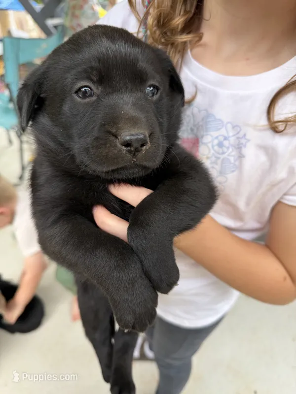 Black female – Labrador Retriever puppy for sale in Taylorsville, NC