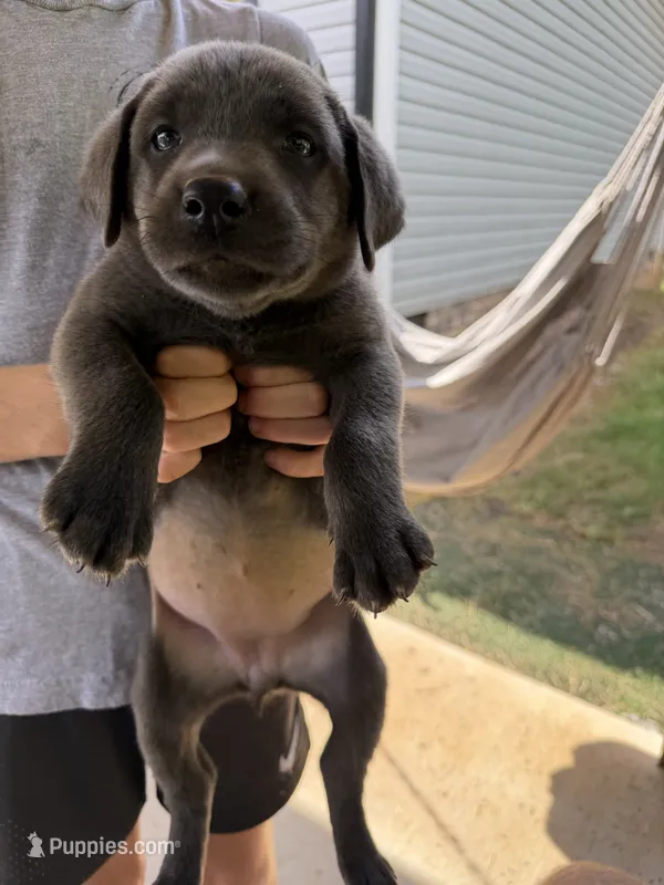 Charcoal female  – Labrador Retriever puppy for sale in Taylorsville, NC