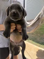 Charcoal female , a female Labrador Retriever for sale in Taylorsville, NC – 1 of 1
