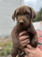 Chocolate male, a male Labrador Retriever for sale in Taylorsville, NC – Photo 1 of 2