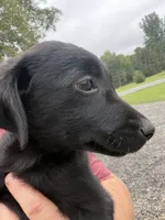 Black female , a female Labrador Retriever for sale in Taylorsville, NC – 2 of 2