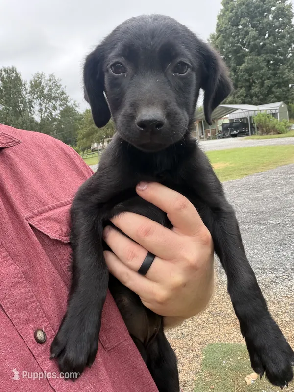 Black female  – Labrador Retriever puppy for sale in Taylorsville, NC