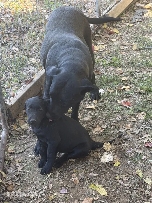 Black female  – Labrador Retriever puppy for sale in Taylorsville, NC