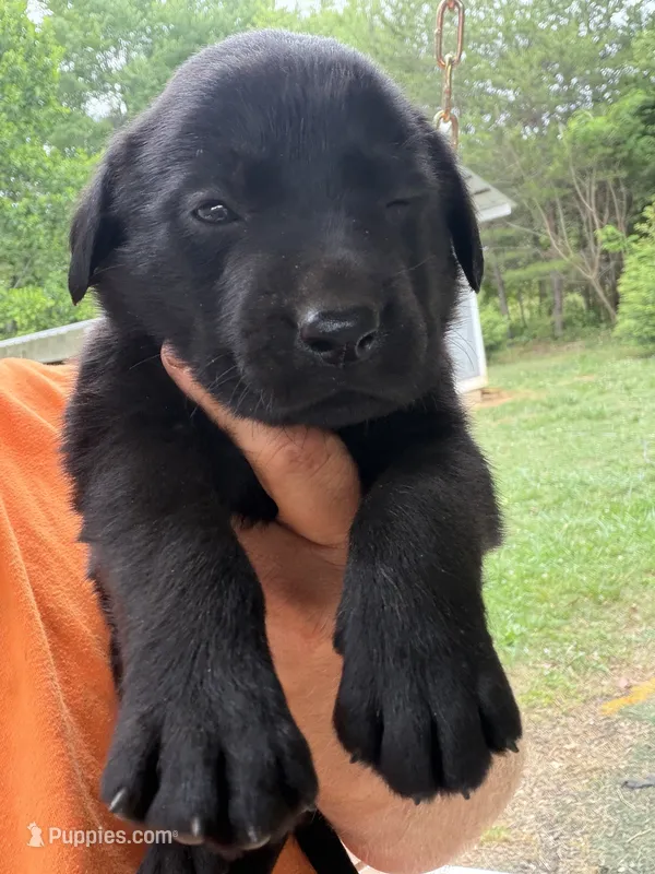 Black male  – Labrador Retriever puppy for sale in Taylorsville, NC