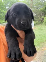 Black male , a male Labrador Retriever for sale in Taylorsville, NC – 1 of 1
