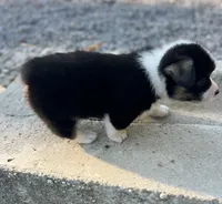 Tri boy, a male Pembroke Welsh Corgi for sale in Salem, OH – 5 of 6
