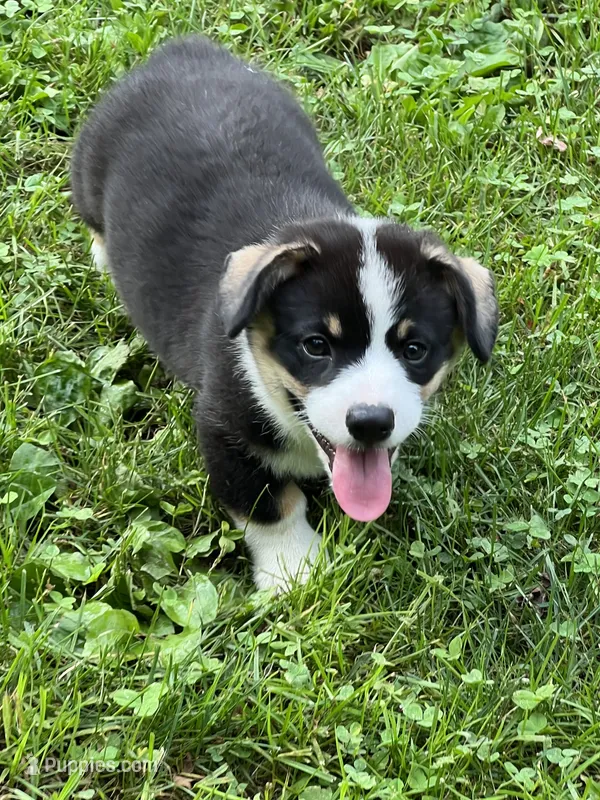 Tri boy – Pembroke Welsh Corgi puppy for sale in Salem, OH