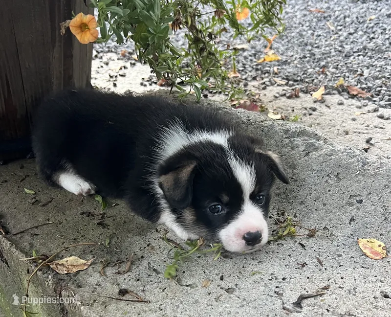 Tri boy – Pembroke Welsh Corgi puppy for sale in Salem, OH