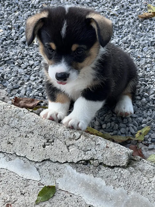 Puppy 1 female – Pembroke Welsh Corgi puppy for sale in Salem, OH