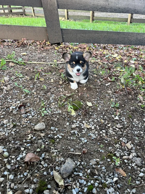 Puppy 1 female – Pembroke Welsh Corgi puppy for sale in Salem, OH