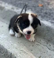 Tri boy, a male Pembroke Welsh Corgi for sale in Salem, OH – 4 of 6