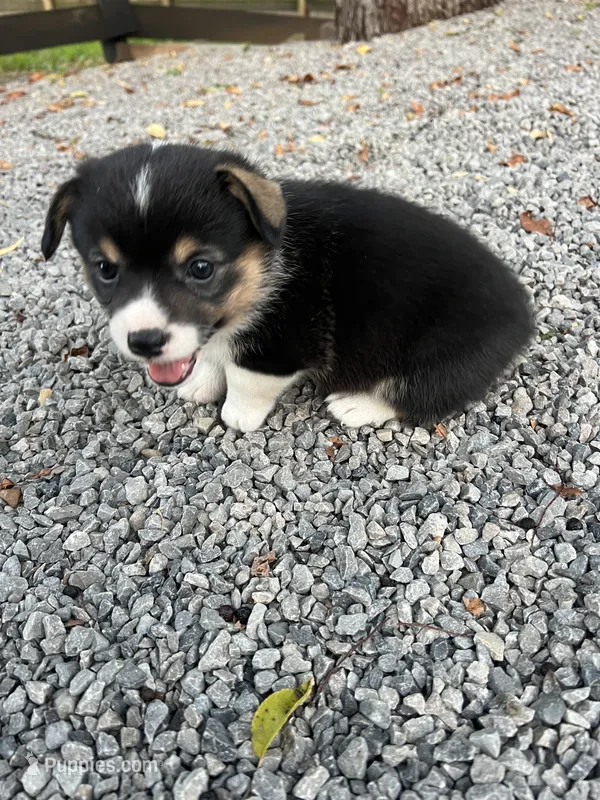 Puppy 1 female – Pembroke Welsh Corgi puppy for sale in Salem, OH