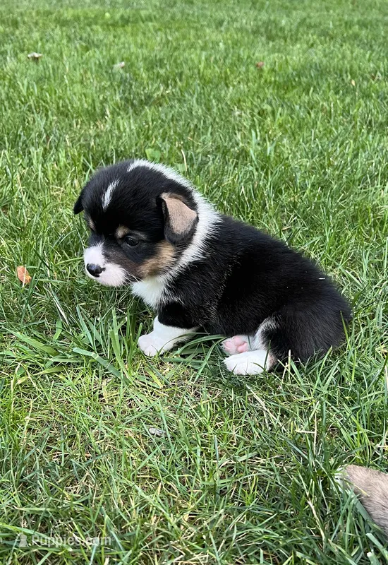 Puppy 1 female – Pembroke Welsh Corgi puppy for sale in Salem, OH