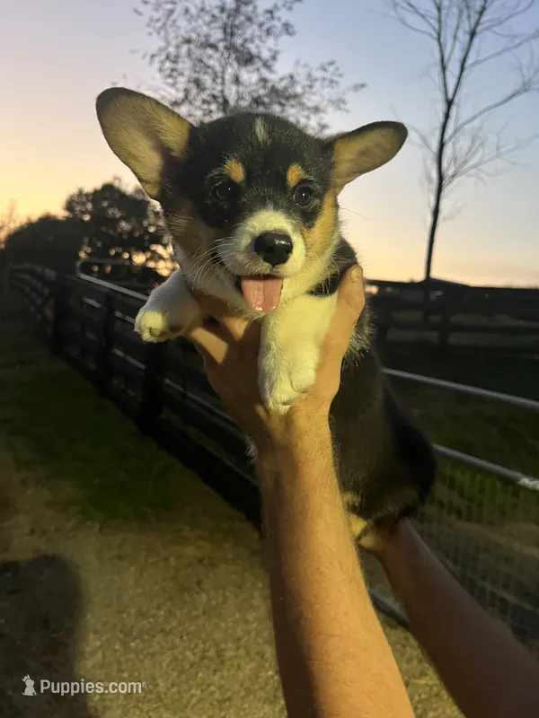 Puppy 1 female – Pembroke Welsh Corgi puppy for sale in Salem, OH