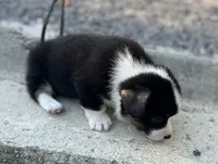 Tri boy, a male Pembroke Welsh Corgi for sale in Salem, OH – 6 of 6
