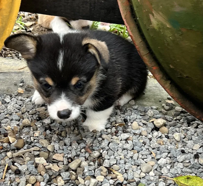 Puppy 1 female – Pembroke Welsh Corgi puppy for sale in Salem, OH
