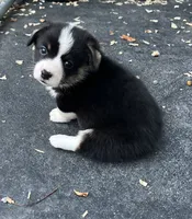 Tri boy, a male Pembroke Welsh Corgi for sale in Salem, OH – 2 of 6