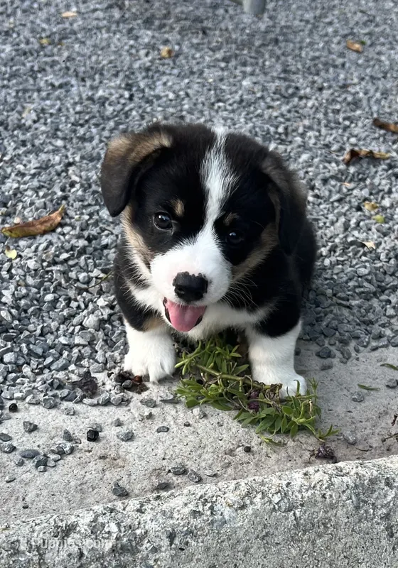 Tri boy – Pembroke Welsh Corgi puppy for sale in Salem, OH