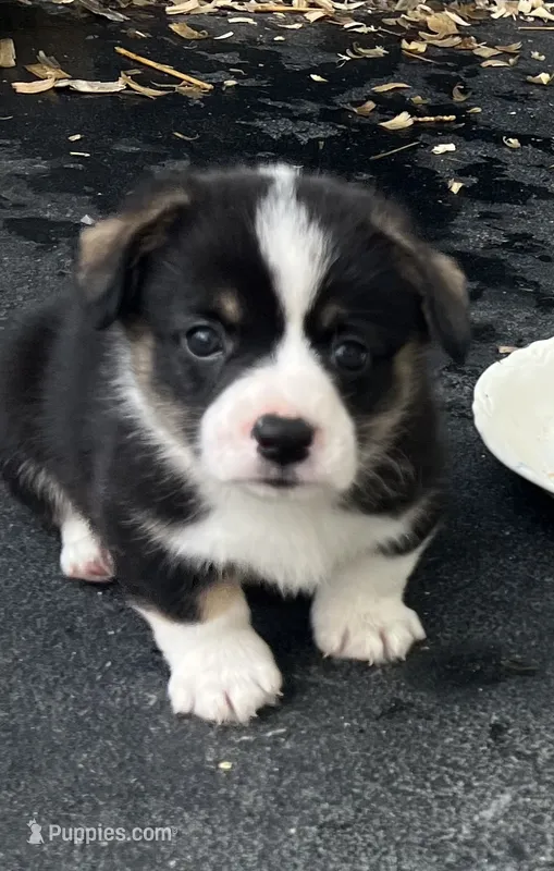 Tri boy – Pembroke Welsh Corgi puppy for sale in Salem, OH