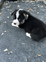 Tri boy, a male Pembroke Welsh Corgi for sale in Salem, OH – 3 of 6