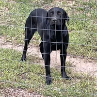 Luna, a female Labrador Retriever for sale in Taylorsville, NC – Photo 3 of 4