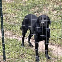 Luna, a female Labrador Retriever for sale in Taylorsville, NC – Photo 2 of 4