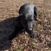 Luna, a female Labrador Retriever for sale in Taylorsville, NC – Photo 1 of 4
