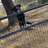 Luna, a female Labrador Retriever for sale in Taylorsville, NC – Photo 4 of 4